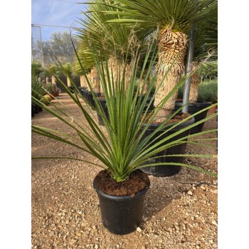 Dasylerion serratifolium hybrido 10 lt 